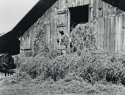 Loading hay, Blairs, Pittsylvania County, 1939. Marion Post Wolcott