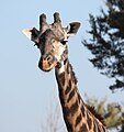 Masai Giraffe by Trisha.jpg