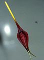 Masdevallia panguiensis flower