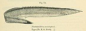 Descrição da imagem Mastacembelus cunningtoni.jpg.