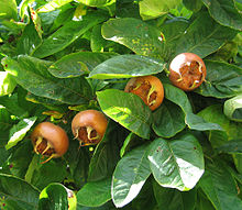 Pompones y hojas de níspero.jpg