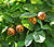 Medlar pomes and leaves.jpg