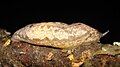 Megapallifera mutabilis de la família Philomycidae mostra un mantell enorme