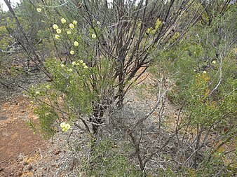 M. vinnula growing on Mount Matilda near Wongan Hills Melaleuca vinnula (habit).JPG