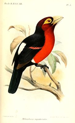 MelanobuccoAequatorialis.jpg