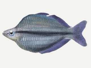 <i>Melanotaenia kamaka</i> Species of fish