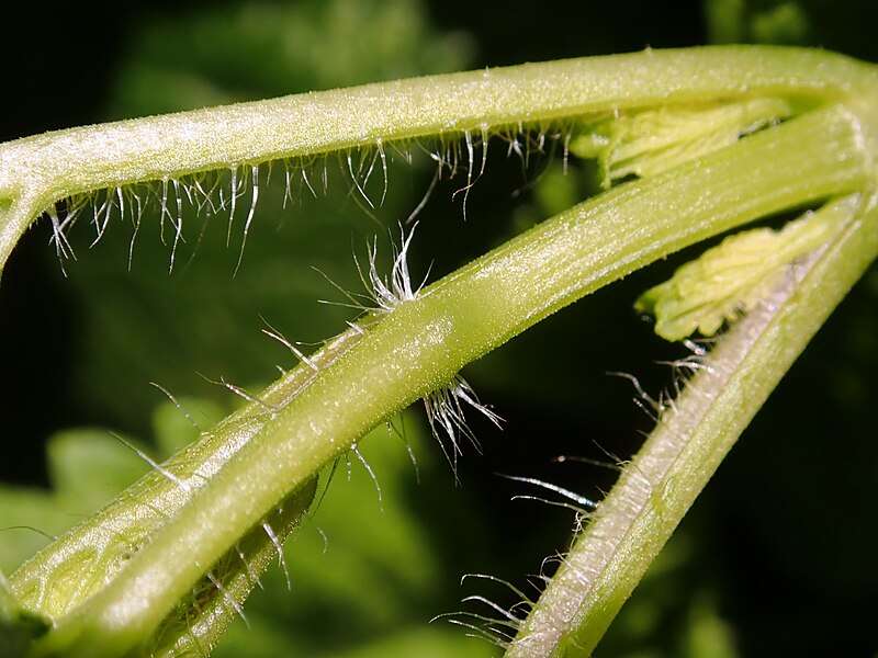 File:Melissa officinalis 2020-05-22 9097.jpg