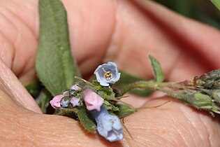 Mertensia oblongifolia