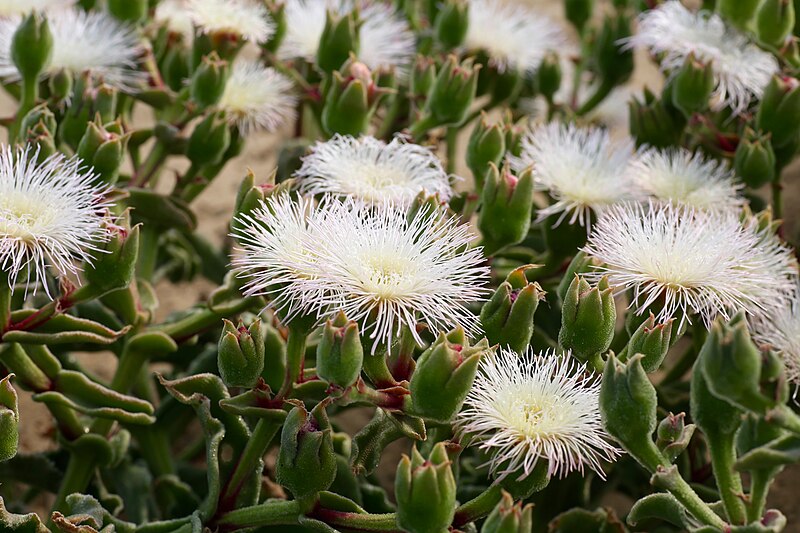 File:Mesembryanthemum guerichianum (Aizoaceae) (36612337263).jpg