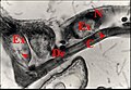 Fig.3 - Metepeira incrassata : deuxième paire (2) à la, base d'une chélicère. C, cuticule ; Dc, cellule canaliculaire ; Ex, cavité extracellulaire (réservoir) N, noyau d'adénocyte. Flèches rouges : canalicules excréteurs.