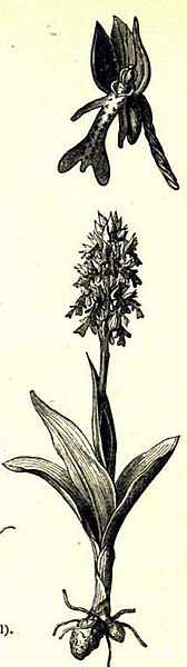 File:Meyers b1 s0894a (Orchis militaris (Knabenkraut)).jpg