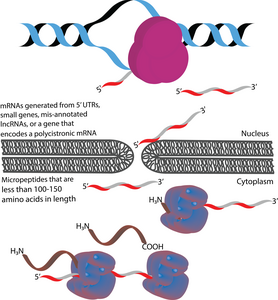 Micropeptides can be transcribed from 5'UTRs, small genes, polycistronic mRNAs, or mis-annotated lncRNA. Micropeptide translation.png