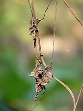 Bitter Vine / Climbing Hemp Vine / American Rope (Mikania micrantha)