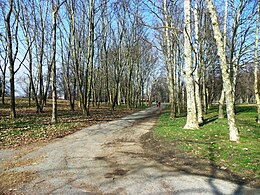 Parc de Milan Andrea Campagna arbres.jpg