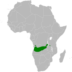 Mirafra angolensis distribution map.png