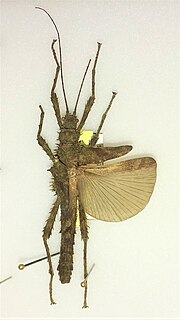 <i>Miroceramia</i> Genus of stick insects