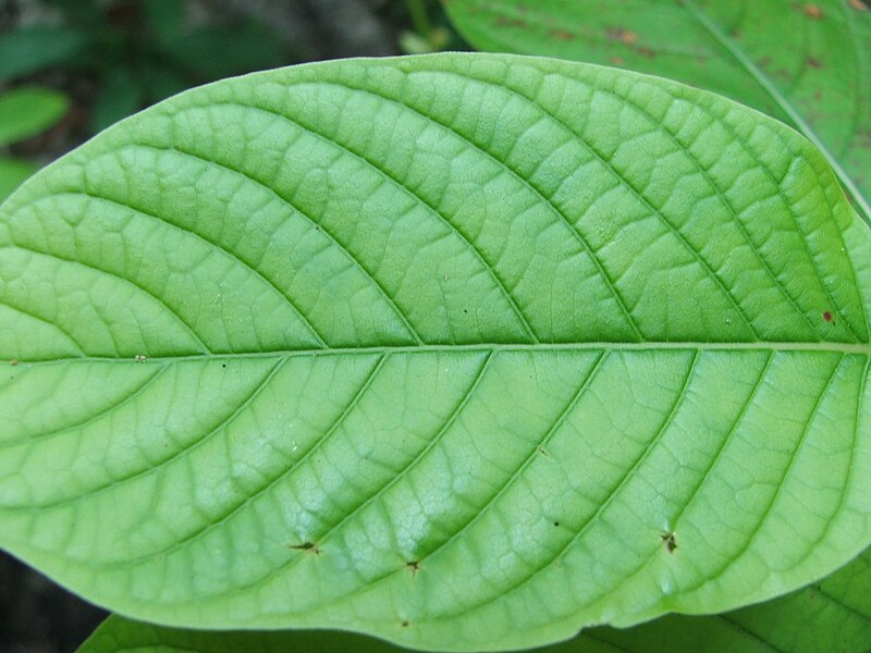 File:Mitragyna speciosa Leaf.JPG