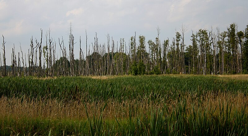 File:Mokradła w zlewni Ławty 2017-08-18 p.jpg