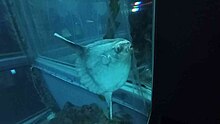 Picture of the only ocean sunfish at Osaka Aquarium Kaiyukan as of February 2024 Mola Mola in Osaka Kaiyukan.jpg