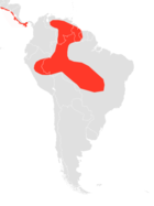 Molossus coibensis finns i Syd- och Centralamerika.