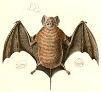 Molossus molossus (Velvety Free-tailed Bat), drawing