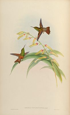 Brown-bellied Amazon painted by John Gould