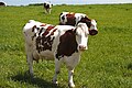 La montbéliarde est une race bovine française.