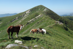 Thumbnail for Regional Natural Park of the Ligurian Alps