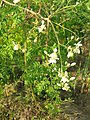 Flowers of drumstick tree (Moringa oleifera)