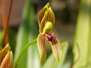 <i>Mormolyca</i> Genus of orchids