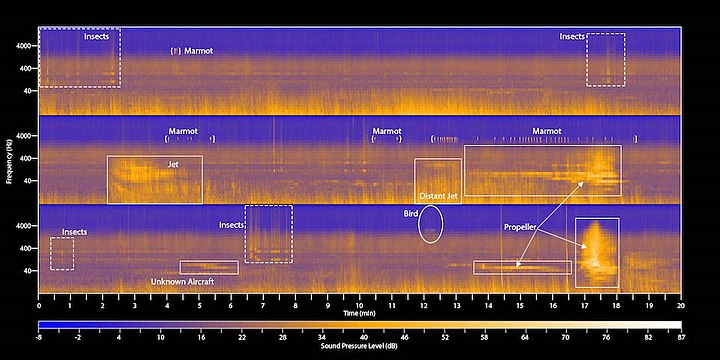 Spectrogram of the soundscape ecology of Mount Rainier National Park, with the sounds of different creatures and aircraft highlighted
