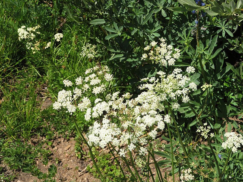 File:Mount Rose Trail Between Reno and Lake Tahoe, Nevada (50170654378).jpg