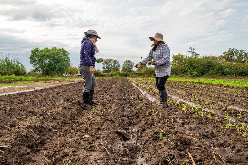 File:Mujeres trabajadoras de la tierra haciendo producción agroecológica - Berna Gaitán Otarán - 03.jpg