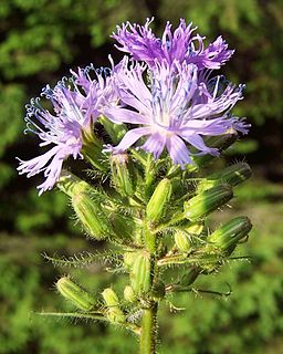 <i>Mulgedium</i> Genus of flowering plants