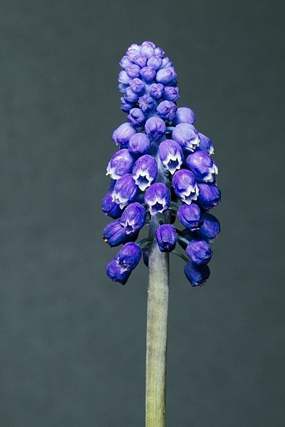 File:Muscari armeniacum20170601 7980.jpg