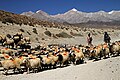 Mustang-Tsarang-Lo Manthang-70-Schafe und Ziegen-2015-gje.jpg