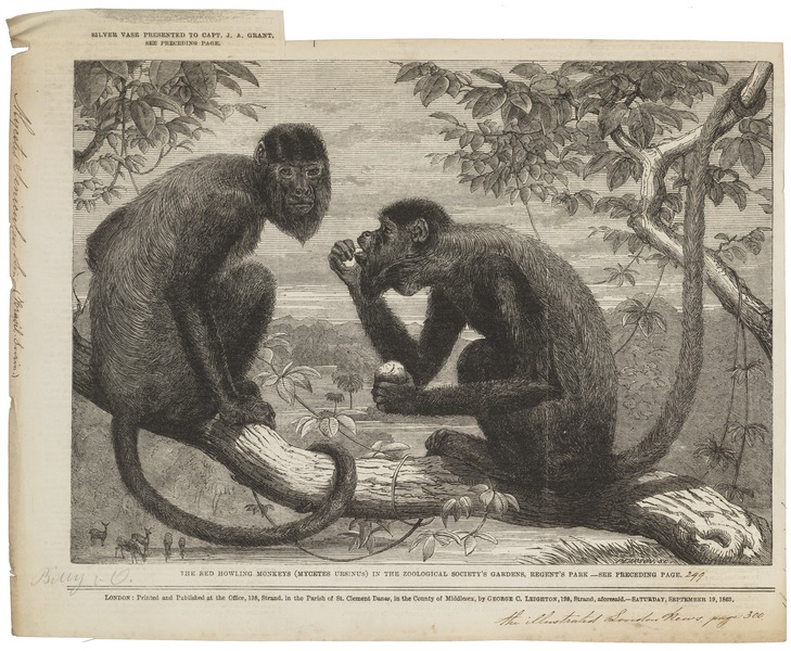 File:Mycetes seniculus - 1863 - Print - Iconographia Zoologica - Special Collections University of Amsterdam - UBA01 IZ20200132.tif