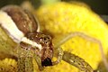 Myredderkopp (Dolomedes fimbriatus) (4910744483).jpg