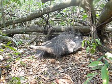 Sleeping under its tail Myrmecophaga tridactyla 33554995.jpg