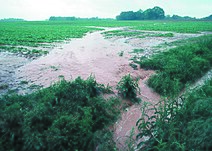 An example in Tennessee of how soil from fertilized fields can turn into runoff after a storm, creating a flux of nutrients that flow into local bodies of water such as lakes and creeks. NRCSTN83003 - Tennessee (6251)(NRCS Photo Gallery).jpg