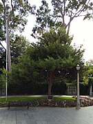 Adelaide's memorial - Pinus halepensis