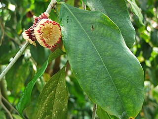 <i>Napoleonaea</i> genus of plants