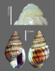 Nassarius sinusigerus (MNHN-IM-2009-2863).jpeg