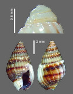 <i>Nassarius sinusigerus</i> Species of gastropod