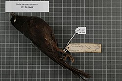 Naturalis Biodiversity Center - RMNH.AVES.130681 1 - Pitohui nigrescens nigrescens (Schlegel, 1871) - Pachycephalidae - bird skin specimen.jpeg