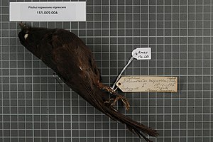 Naturalis Biodiversity Center - RMNH.AVES.130681 1 - Pitohui nigrescens nigrescens (Schlegel, 1871) - Pachycephalidae - bird skin specimen.jpeg