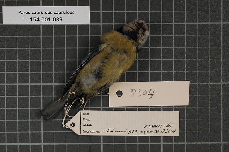 File:Naturalis Biodiversity Center - RMNH.AVES.132617 2 - Parus caeruleus caeruleus Linnaeus, 1758 - Paridae - bird skin specimen.jpeg