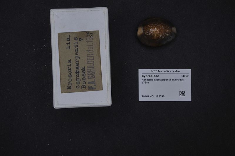 File:Naturalis Biodiversity Center - RMNH.MOL.183740 1 - Monetaria caputserpentis (Linnaeus, 1758) - Cypraeidae - Mollusc shell.jpeg