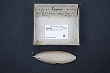 Sepia orbignyana - Wikipedia