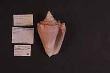 Lobatus costatus (Gmelin, 1791)